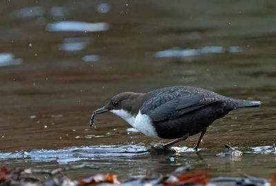 White-throated Dipper, with food