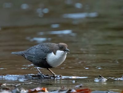 White-throated Dipper