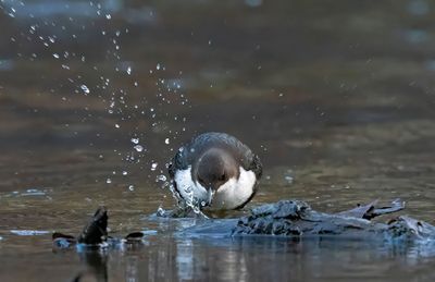 Passerines, various