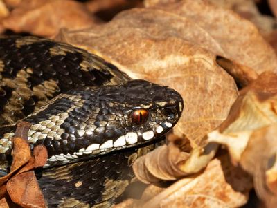 Euroasiatisk huggorm, hane, European Adder