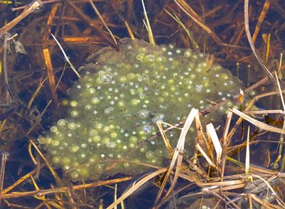 Frogs/Grodor in Sweden