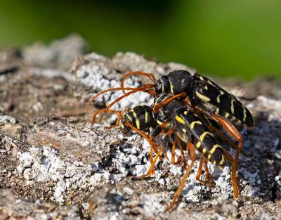 Smalbandad ekbarkbock, (Plagionotos arcuatus), 2 males try to mate
