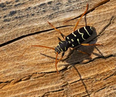 Beetles/Skalbaggar (Coleoptera)
