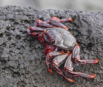 Crabs / Krabbor