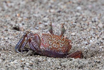 Painted Ghost Crab, (Ocypode gaudichaudii)