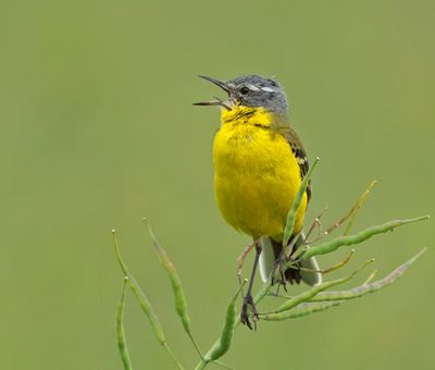 Yellow Wagtail, male