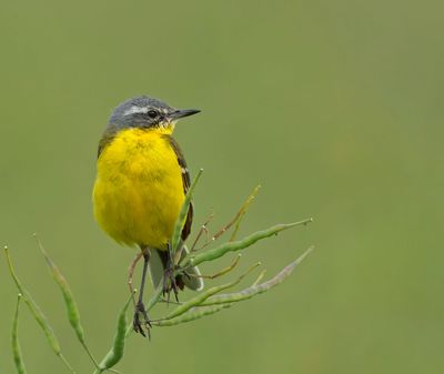 Wagtails