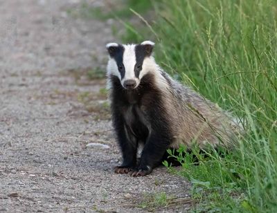 European Badger