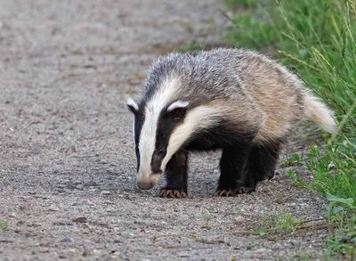 European Badger