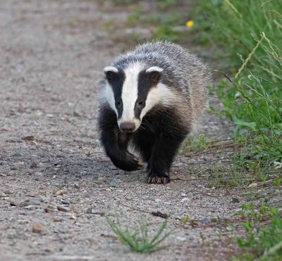 European Badger