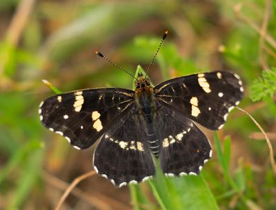 Kartfjäril, (Araschnia levana f. prorsa), summer type