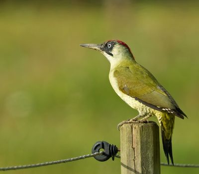 European Green Woodpecker, juvenile female