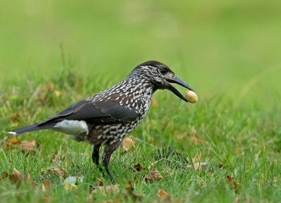 Eurasian Nutcracker, with hazelnut