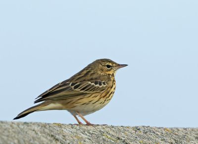 Larks and Pipits