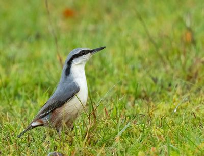 European Nuthatch, (Nötväcka)