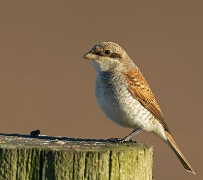 Red-backed Shrike, (Brunryggad törnskata,)