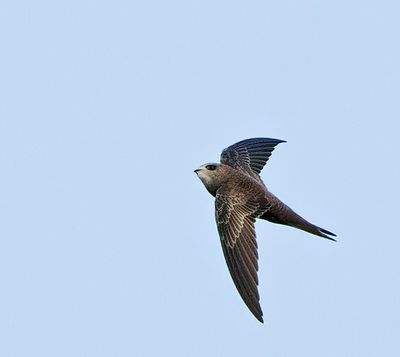 Pallid Swift