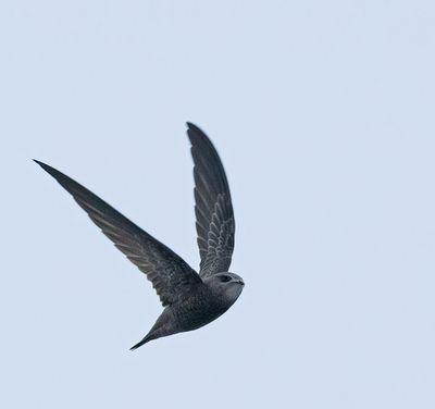 Swallows and Swifts