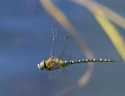 Dragonflies/Trollsländor  (Odonata)