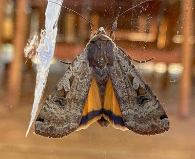 Större bandfly, (Noctua pronuba)
