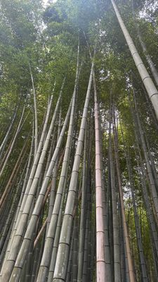 g13/19/15419/3/175190414.c811b362.JPEG