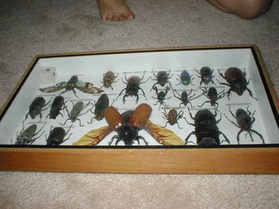 bugs.JPG