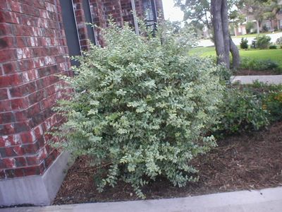 bush.JPG