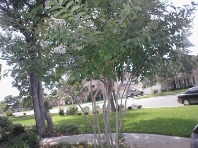 tree.JPG