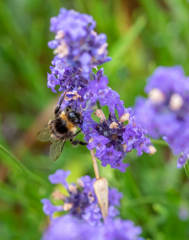 17 December 2022 - Bumble Bee on Lavender