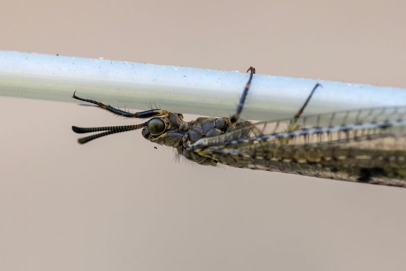 11 February 2023 - A Dobson fly hangs out on a washing line