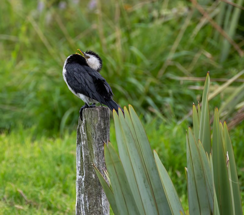 Little pied shag on a post