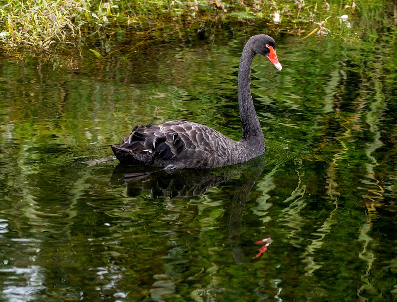 13 February 2023 - Black Swan and reflection cruise up the spring creek