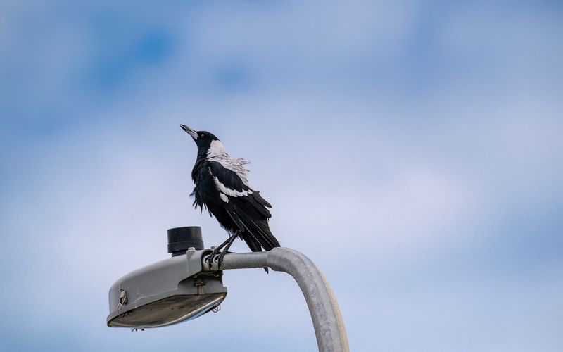 Australian Bell Magpie - white backed version - sings a song from the light post