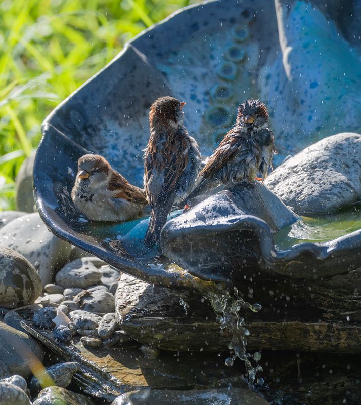 3 Sparrows enjoying a bath - who has the hairbrush