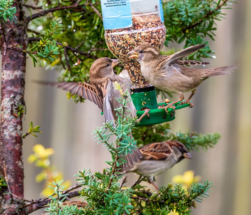 Sparrows on the feeder