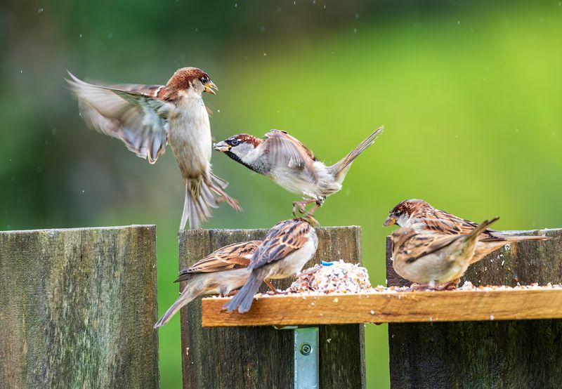 21 May 2023 - the sparrows finally find the flat board with food
