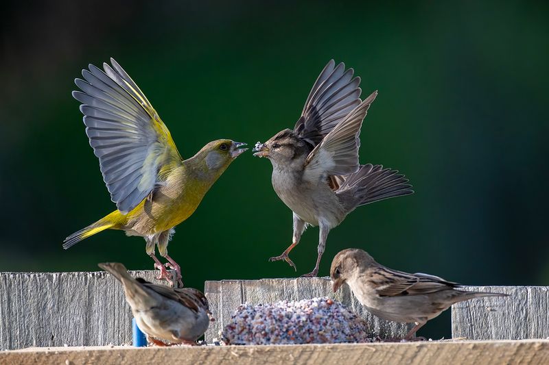 Greenfinch and Sparrow fight for food 