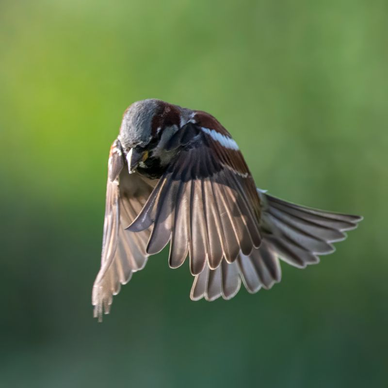 Sparrow landing