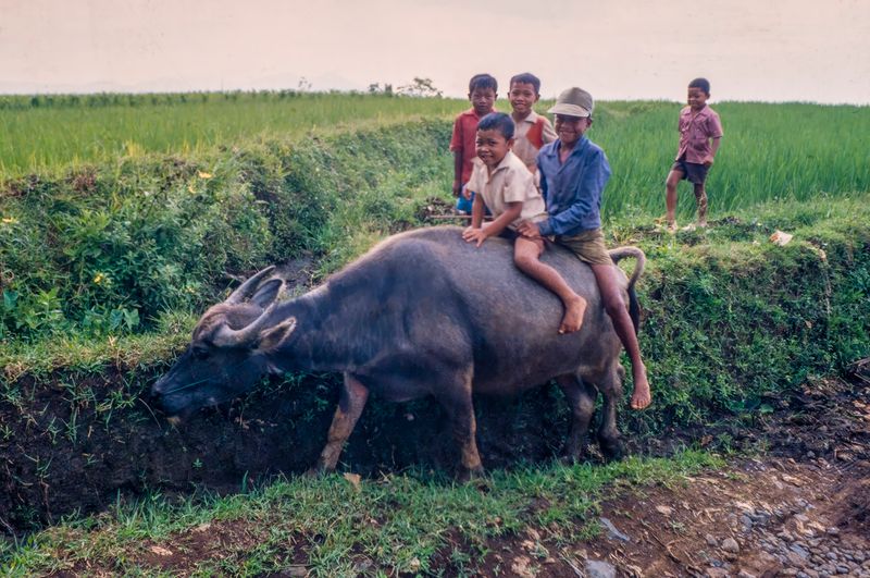 Young lads enjoying a ride on a water buffalo - West Java 1979