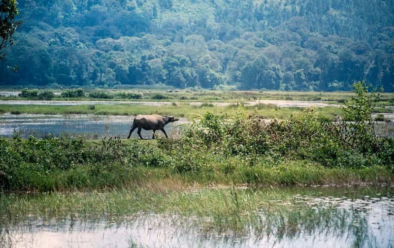 water buffalo enjoy solitude at the fish ponds at Kamojang, West Java