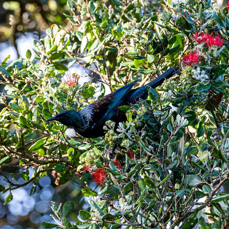 Another Tui