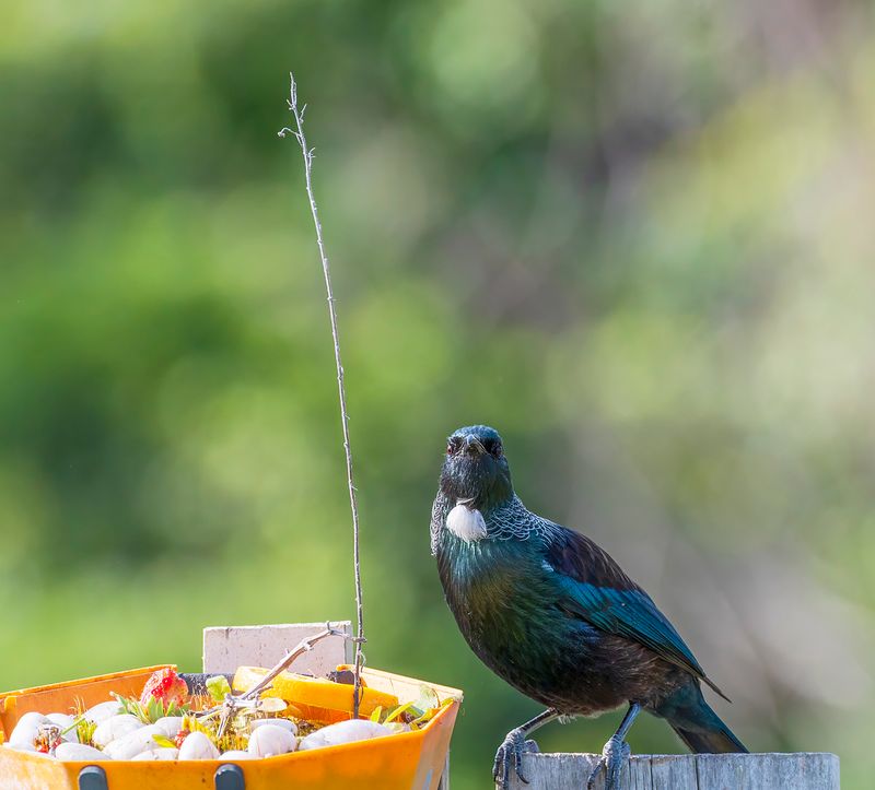 5 August 2023 - Finally a tui has found some orange on the feeder