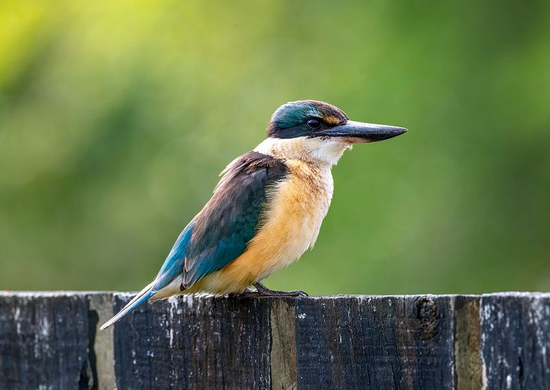 The kingfisher pays us a visit