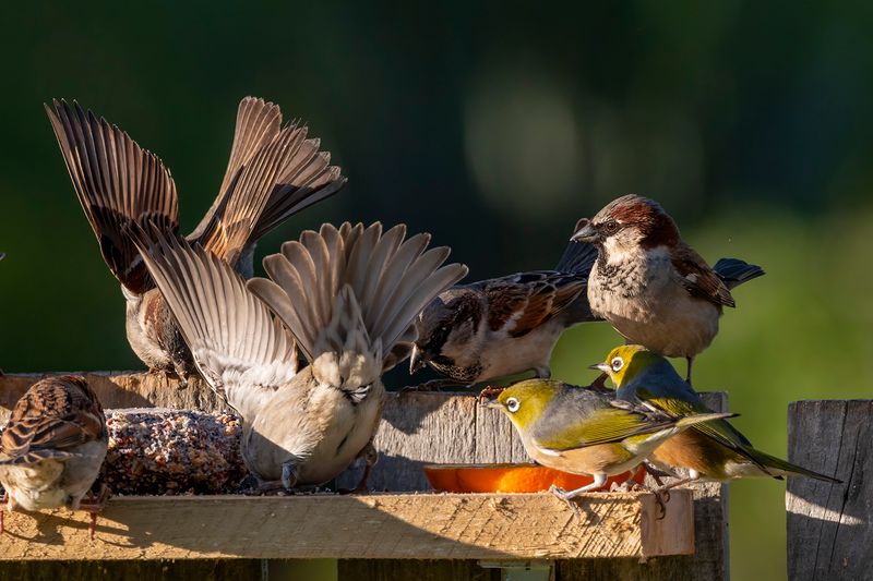 12 August 2023 - The Waxeyes are put off their food by the sight of the sparrow's butt