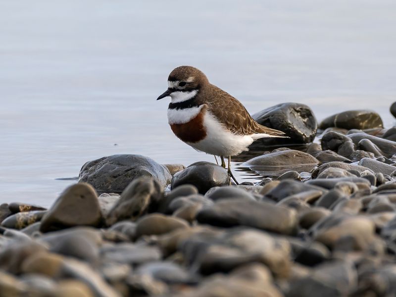 Banded dotterel near the mouth of the Otaki River