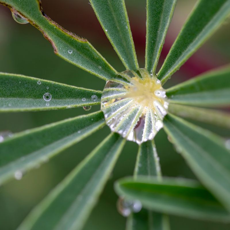 3 December 2023 - trying to photograph water bubbles on Lupin leaf in the rain