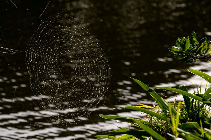 Backlit spider web with lots of tucker