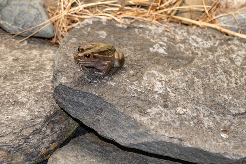 18 January 2024 - Mr Frog has returned to our pond last night