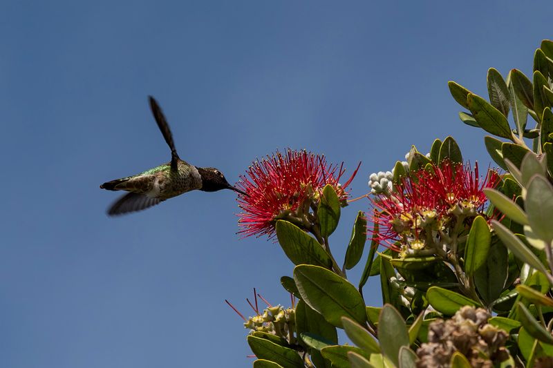 Hummingbird on Pohutukawa