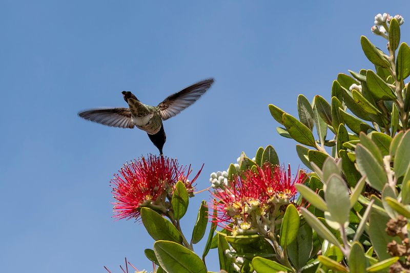 Hummingbird on Pohutukawa II